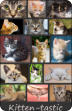 Kitten-tastic notebook each picture from the cover is included in the interior pages
